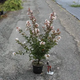 Lilas des indes 'Blanc' (Lagerstroemia indica) — arbuste ramifié fleuri en pot de culture · Pot 3L