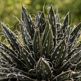 Intérieur et extérieur 'Black widow' (Agave filifera subsp. schidigera) — rosette dense de feuilles pointues avec filaments blancs · Photo d'illustration