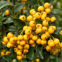 Buisson-ardent 'Soleil d or' (Pyracantha) — grappe dense de petits fruits jaunes brillants · Photo d'illustration