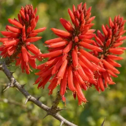 Erythrine crête de coq (Erythrina corallodendron) — gros plan sur longues grappes de fleurs rouges · Photo d'illustration