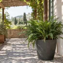 Fougère persistante (Cyrtomium fortunei) — plante verte foisonnante en pot sur terrasse