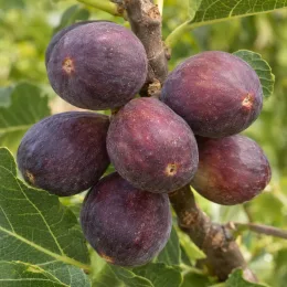 Figuier 'Jordan' (Ficus carica) — gros plan de fruits violets sur branche