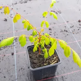 Savonnier de Chine (Koelreuteria paniculata) — jeune plant feuillu en pot plastique carré · Godet