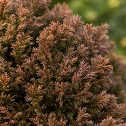 Cèdre du japon 'Vilmoriniana' (Cryptomeria japonica) — gros plan sur feuillage dense brun verdâtre