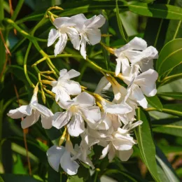 Laurier rose (blanc) — grappe de fleurs blanches parmi un feuillage vert