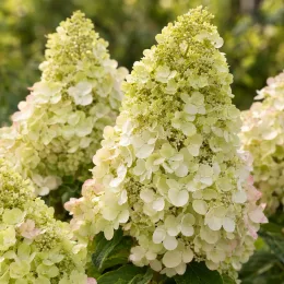 Hortensia paniculé 'Magical kilimanjaro' (Hydrangea paniculata) — grappes florales coniques crème en gros plan