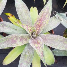 Mangave 'Mission to mars' — rosette de longues feuilles mouchetées vert et pourpre · Pot 3L