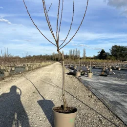 Pêcher 'Redwing' (Prunus persica) — jeune arbre en pot sur allée de pépinière · Pot 12L Gobelet