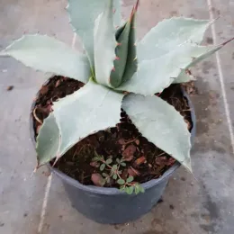 Agave de parry (Agave parryi) — rosette succulente gris-vert dans pot noir · Pot 2.5L