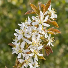 Amélanchier à feuilles d'aulne 'Obelisk' (Amelanchier alnifolia) — grappe de petites fleurs blanches avec jeunes feuilles