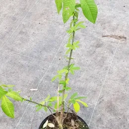 Cytise de l'himalaya (Piptanthus nepalensis) — jeune plant élancé en pot de pépinière · Pot 2.5L Baliveau