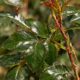 Rosier 'Notre dame de paris' (Rosa hybrida) — gros plan de feuilles luisantes avec tiges épineuses
