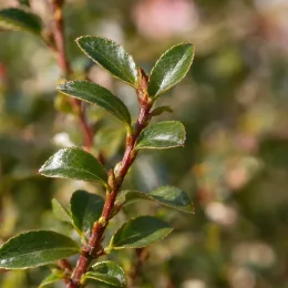 Camelia 'Fairy blush' (Camelia sasanqua) — gros plan sur rameau à feuilles brillantes · Photo d'illustration