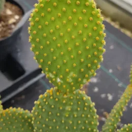 Oreille de lapin jaune 'Aurea' (Opuntia) — rameaux plats vert clair couverts de petites touffes jaunes