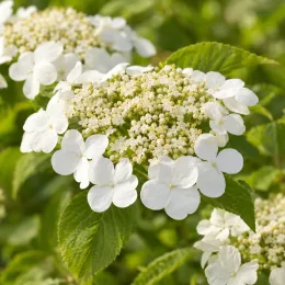 Viorne de chine 'Kilimandjaro' (Viburnum plicatum) — grappe plate de petites fleurs blanches et boutons