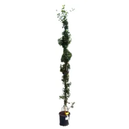 Jasmin étoilé (Trachelospermum jasminoides) — plante grimpante tuteurée en pot noir · Pot 10L
