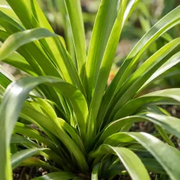 Agapanthe 'Magic' (Agapanthus) — touffe de feuilles vertes rubanées en pleine terre · Photo d'illustration