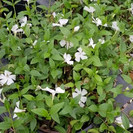 Petite pervenche 'Alba' (Vinca minor) — touffe tapissante de feuillage vert et fleurs blanches · Pot 3L