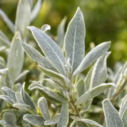 Saule crevette 'Iceberg alley' (Salix candida) — gros plan sur feuillage argenté duveteux