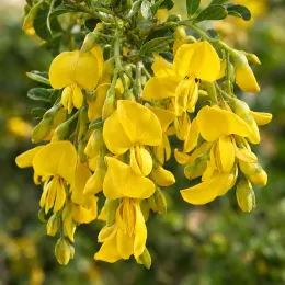 Sophora nain 'Dragon's gold' (Sophora microphylla) — grappes de fleurs jaunes pendantes avec feuillage vert · Photo d'illustration