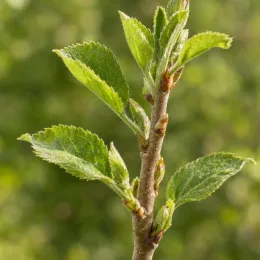 Pommier 'M26' (Malus domestica) — jeune rameau avec bourgeons et feuilles vertes