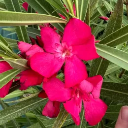 Laurier rose 'Claudia' (Nerium oleander) — grappes de fleurs rose vif parmi feuillage étroit