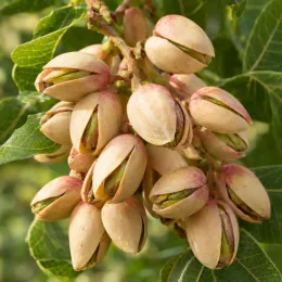 Pistachier vrai 'Sirora' (Pistacia vera) — grappe de fruits mûrs sur branche feuillée · Photo d'illustration