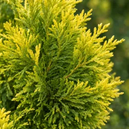 Cyprès de leyland 'Gold rider' (Cupressocyparis leylandii) — gros plan sur feuillage vert et jaune