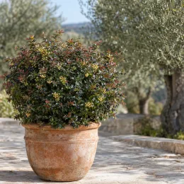 Vinettier de frikart 'Amstelveen' (Berberis × frikartii) — arbuste dense en pot sur terrasse ensoleillée
