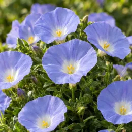 Liseron de mauritanie 'Compacta' (Convolvulus sabatius) — fleurs bleu clair en trompette sur feuillage dense · Photo d'illustration