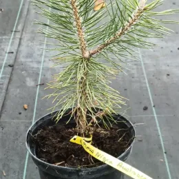 Pin noir 'Austriaca' (Pinus nigra) — jeune conifère en pot de pépinière noir · Pot 2.5L