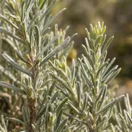 Plante curry 'Ssp serotinum' (Helichrysum italicum) — gros plan sur feuillage dense aux feuilles étroites · Photo d'illustration