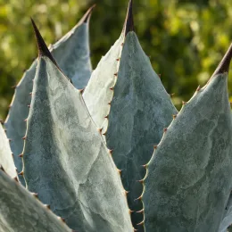 Agave (Agave valenciana) — gros plan sur feuilles épaisses aux épines
