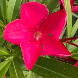 Laurier rose 'Rosanie' (Nerium oleander) — gros plan de fleur rose vif et feuillage