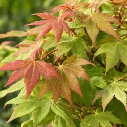 Érable du japon 'Moonrise' (Acer) — feuillage dentelé vert et rouge en gros plan