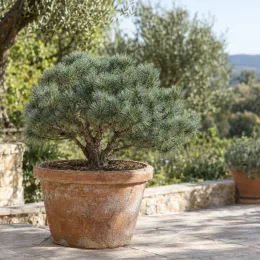 Pin parasol nain 'Silver crest' (Pinus pinea) — conifère compact dans grand pot en terre cuite · Photo d'illustration