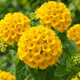 Lantanier 'Pot of gold' (Lantana) — gros plan sur ombelles de petites fleurs jaunes · Photo d'illustration