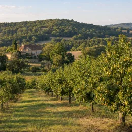 Poirier bartlett 'Bartlett' (Pyrus communis) — rangée d’arbres fruitiers dans un paysage vallonné