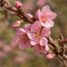 Nectarinier 'Fairlane' (Prunus persica) — fleurs roses ouvertes sur branche avec bourgeons