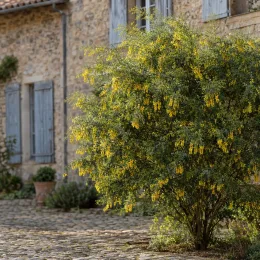 Sophora à petites feuilles argentées 'Sun king' (Sophora microphylla) — arbuste fleuri jaune devant maison en pierre · Photo d'illustration