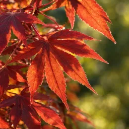 Érable du japon 'Fire glow' (Acer palmatum) — feuilles palmées rouges en gros plan · Photo d'illustration