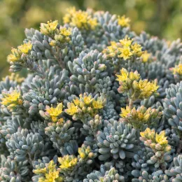 Orpin d'espagne 'Blue carpet' (Sedum hispanicum) — touffe compacte de succulente aux petites fleurs jaunes · Photo d'illustration