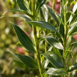 Lys des incas 'Summer saint' (Alstroemeria) — tiges dressées avec feuillage vert luisant