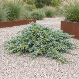 Genévrier rampant 'Wiltonii' (Juniperus horizontalis) — conifère tapissant sur graviers clairs au jardin · Photo d'illustration