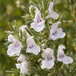 Westringia (Westringia rosmarinifolia) — gros plan sur grappes de petites fleurs pâles · Photo d'illustration