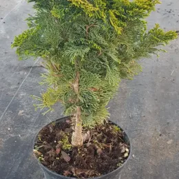 Cyprès du japon 'Nana gracilis' (Chamaecyparis obtusa) — conifère compact au feuillage vert dans un pot plastique noir · Pot 3L