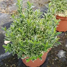 Fusain du japon 'Micro albovariegatus' (Euonymus japonicus) — jeune arbuste compact au feuillage panaché en pot · Pot 3L Touffe