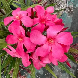 Laurier rose 'Papa Gambetta' (Nerium oleander) — gros plan de grandes fleurs roses ouvertes, photo 4
