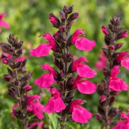 Sauge arbustive rose foncé 'Hot pink' (Salvia greggi) — épis dressés de fleurs rose vif · Photo d'illustration