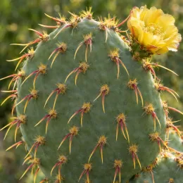 Cactée (Opuntia × curvispina) — raquette de cactus avec fleur jaune ouverte